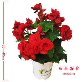 【时报助农 爱心接力】丽格海棠（商河花卉）