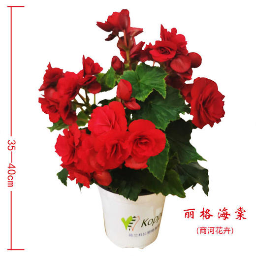 【时报助农 爱心接力】丽格海棠（商河花卉） 商品图0