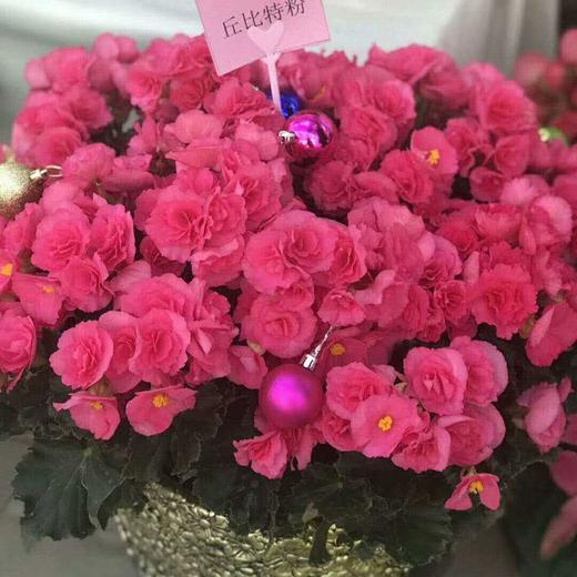 【时报助农 爱心接力】丽格海棠（商河花卉） 商品图2