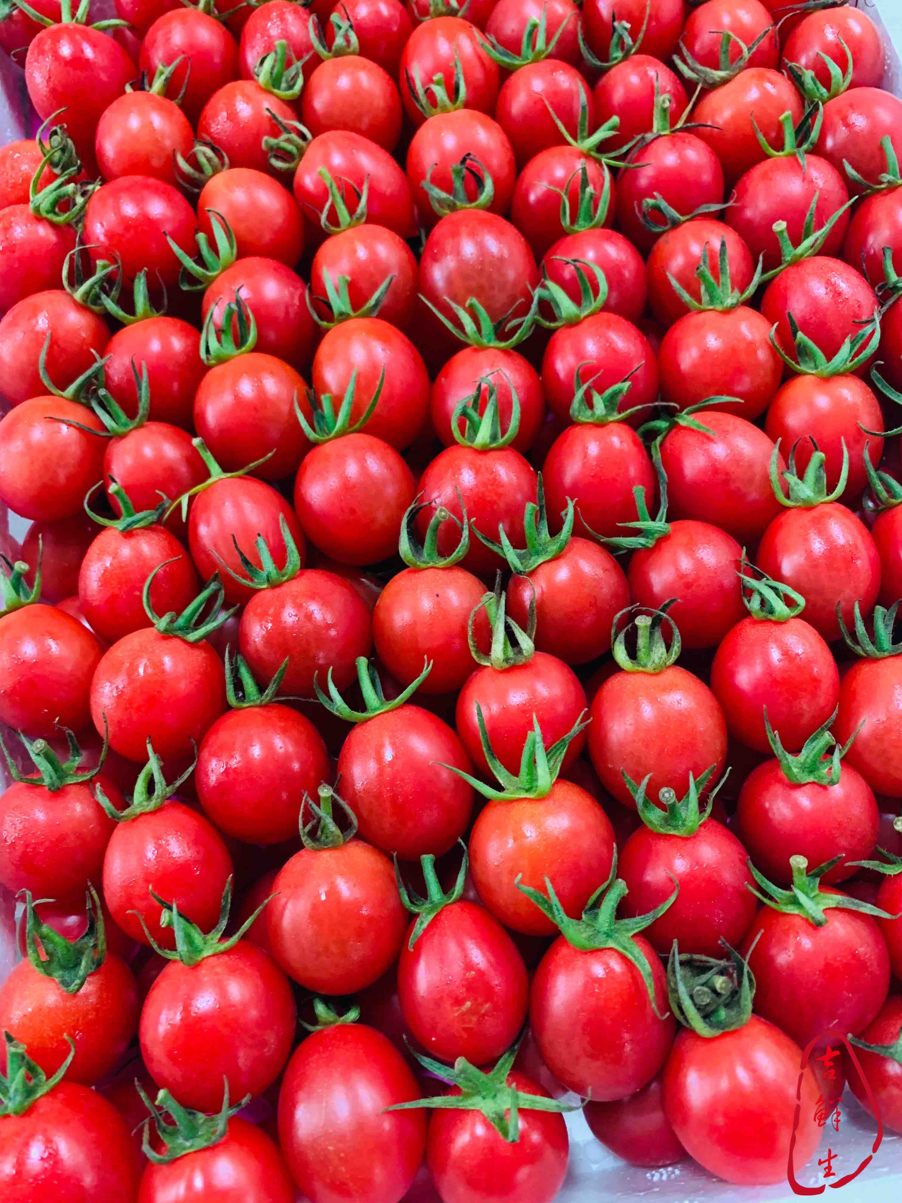 正宗海南陵水小番茄，鲜美可口，超级美味！原装4斤特价