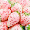 白雪公主草莓2.2斤 商品缩略图0
