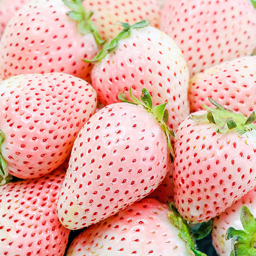 白雪公主草莓2.2斤 商品图0