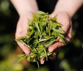 您知道龙井茶的功效吗？