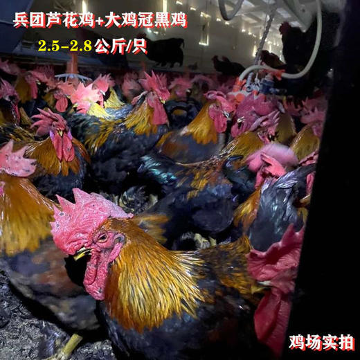 【助农双鸡组合】兵团农场芦花鸡+大鸡冠黑鸡【2.5-2.8公斤/只】 商品图2