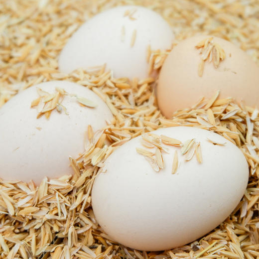 30枚云梦圆盛泰鲜鸡蛋 商品图1