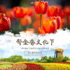 【门票】赏花！昆山国泰郁金香文化节  近300万株郁金香为您绽放春天的味道，尽显荷兰小镇风情的浪漫 来，倾听春天里郁金香一起绽放的声音~ 商品缩略图0