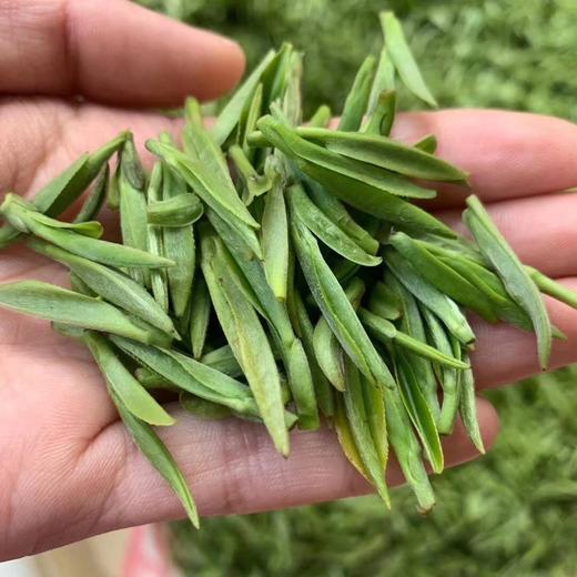 唐朝贡茶！长兴紫笋茶新鲜上市 严选优质嫩芽茶叶 自用送礼皆可 商品图1