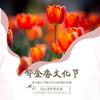 【妈网春游】昆山国泰郁金香文化节 /// 近300万株郁金香为您绽放春天的味道，尽显荷兰小镇风情的浪漫 商品缩略图0
