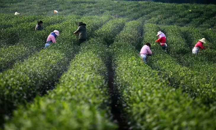 唐朝贡茶!长兴紫笋茶新鲜上市 严选优质嫩芽茶叶 自用