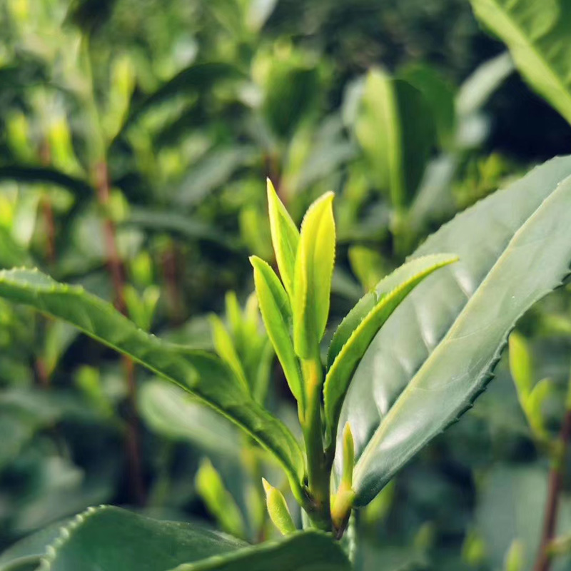 千岛湖龙井茶树认种认种两年送6斤茶叶2年田园包年蔬菜