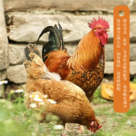 三黄鸡（公鸡、肉鸡）