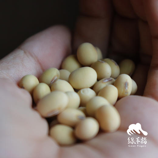 生态黄豆（郾城产区）  | 合作生产* Eco- soybean  | Coproduction 商品图1