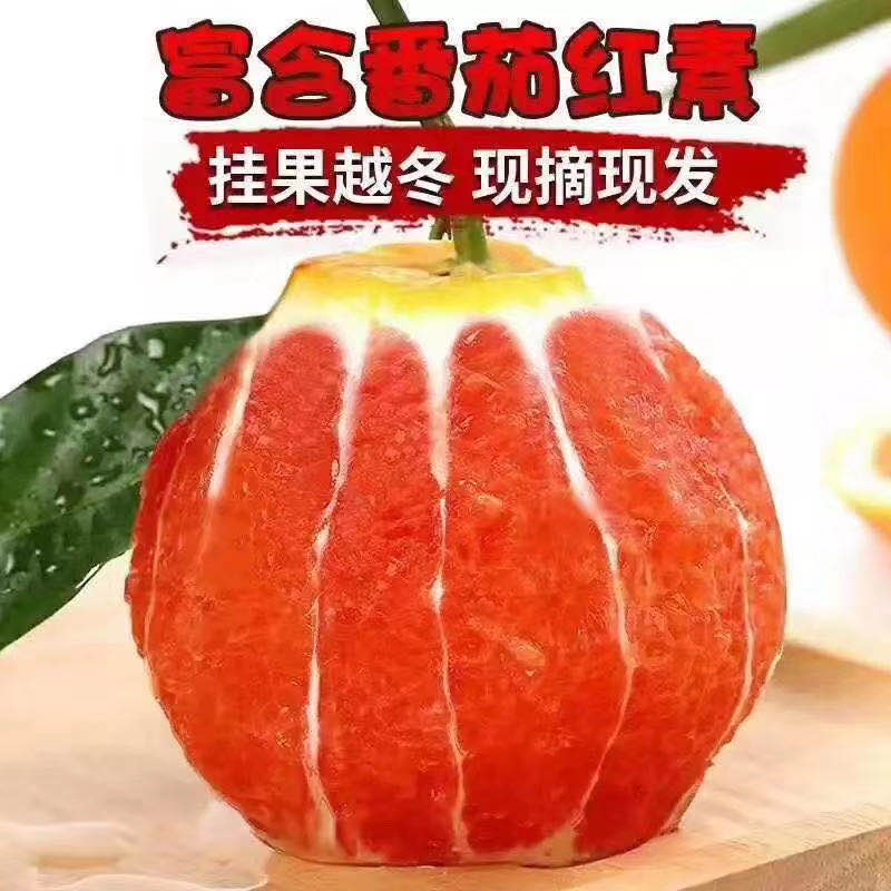 中华血橙