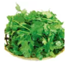 精选香菜1000g 商品缩略图0