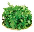 精选香菜1000g 商品图0