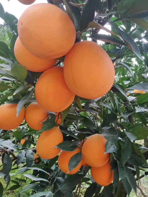 中华血橙 商品图3