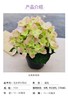 花彩小可爱绣球 商品缩略图0