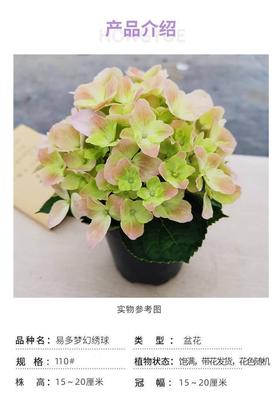花彩小可爱绣球