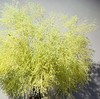 雾松，绿色，扎 商品缩略图0