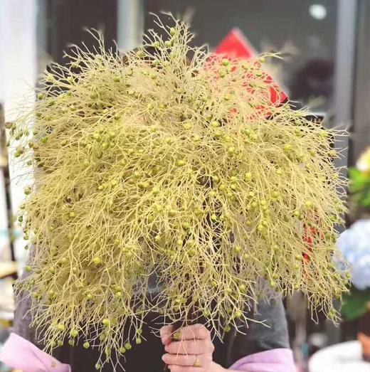 雾松，绿色，扎 商品图1