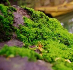 艾灸答疑丨剥落苔的人可以艾灸吗？