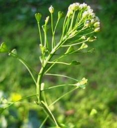 地菜花一份 商品图0