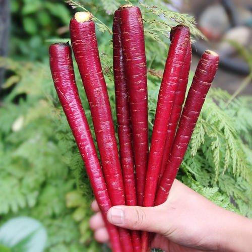 紫胡萝卜 商品图0