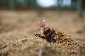 这款食材，竟然有千古名方“温胆汤”的功效，吃起来~