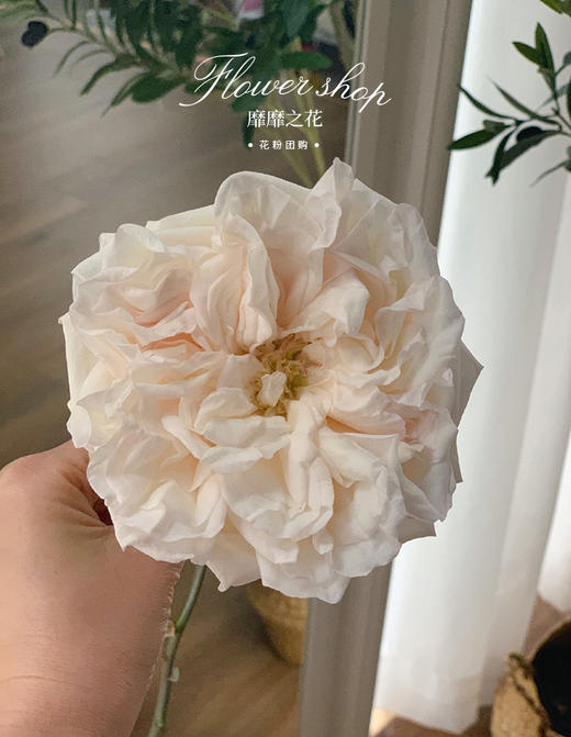 【花粉团购群】特惠秒杀59包邮！20枝荔枝玫瑰 白粉颜色随机 商品图5