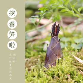 挖春笋啦！ 万亩竹林间，雨后春笋，正破土而出！