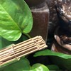 初心——芽庄红土沉香10g 商品缩略图3