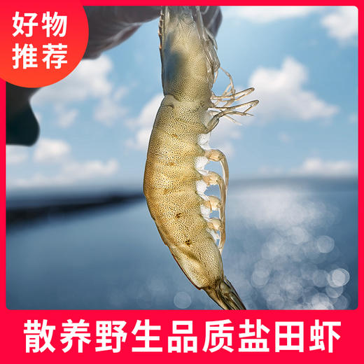 鲁产名品滨州盐田虾2斤袋装 轻享经典礼包 盐田生虾500g+ 盐田生虾仁500g 商品图0