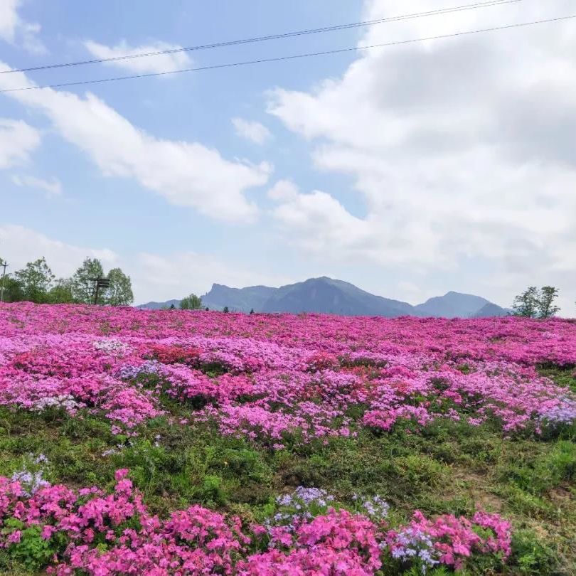 【德阳阳光森林农场芳菲山谷】19.9元看花开满园,摇曳