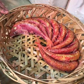 红鱼 鱼饭