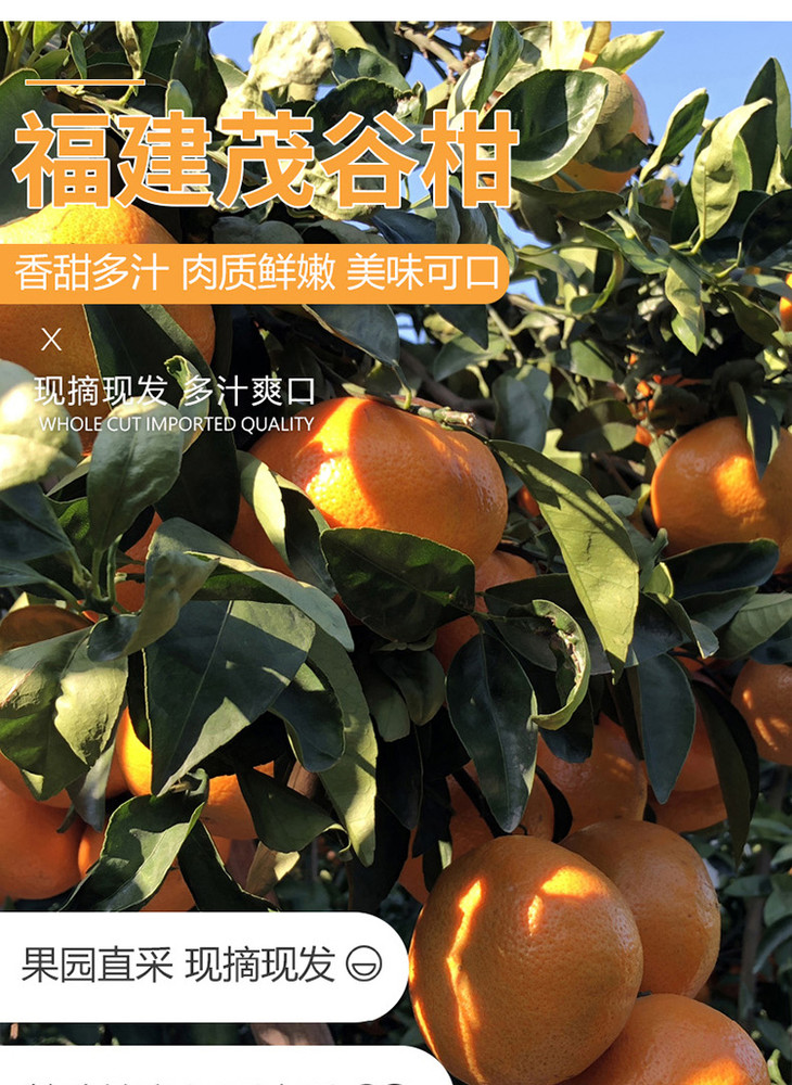 【产地直发】福建漳州茂谷柑 皮薄肉厚 爽口化渣 汁水充盈