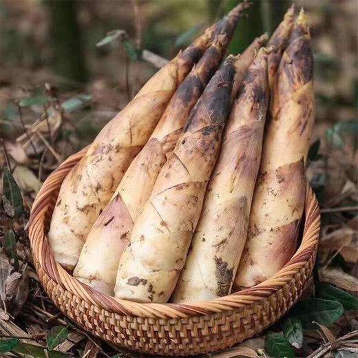 ★临安纯雷竹笋5斤装 商品图2