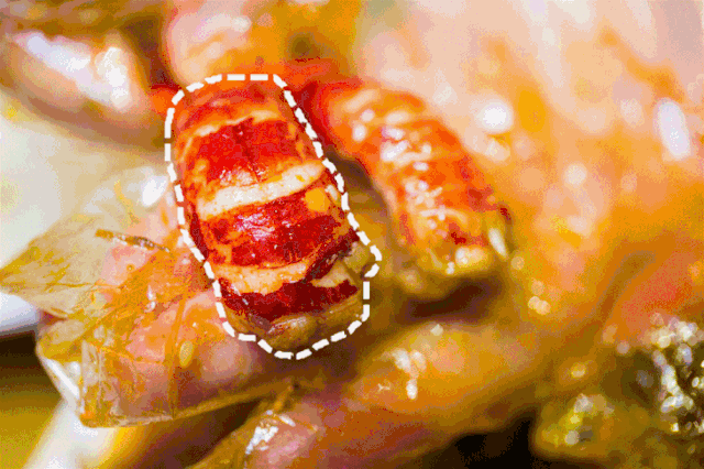  虚荣清单Vol.4|这些不踩雷的网红爆款，我要推荐给你~ 