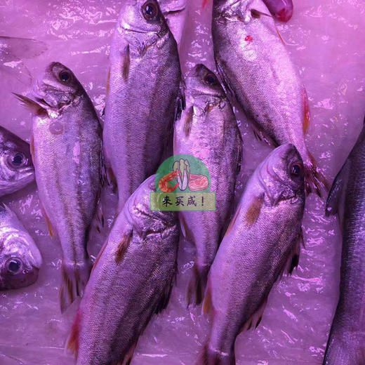 掰猪鱼 商品图0