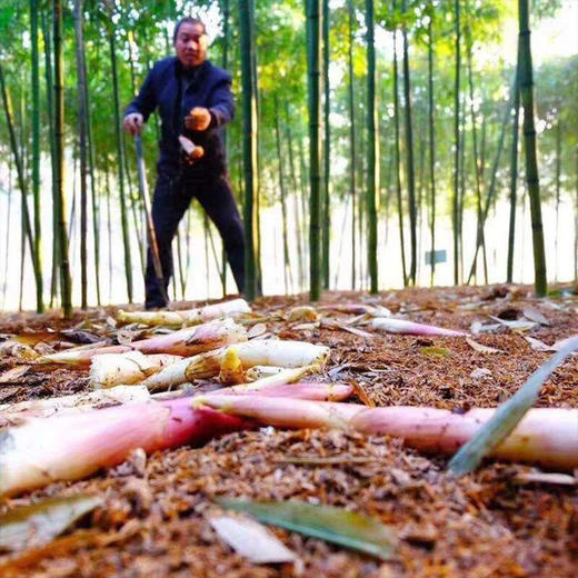 ★临安纯雷竹笋5斤装 商品图4