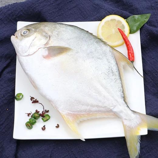 金鲳鱼 500g左右/条 商品图2