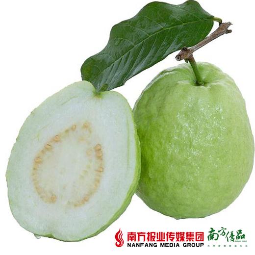 【珠三角包邮】广州海鸥岛 翡翠番石榴（白心） 4.5斤/份 商品图0