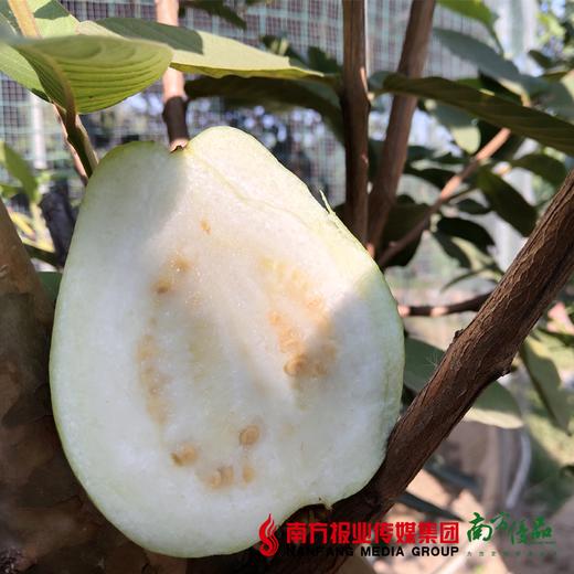 【珠三角包邮】广州海鸥岛 翡翠番石榴（白心） 4.5斤/份 商品图1
