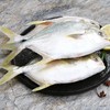 金鲳鱼 500g左右/条 商品缩略图1