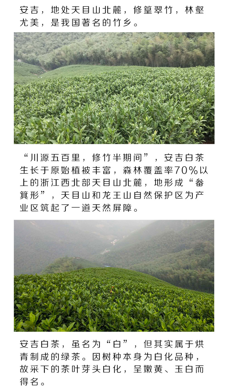 「开园头采手工安吉白茶」原产地高山茶园,高氨基酸,叶白脉绿,鲜爽甘