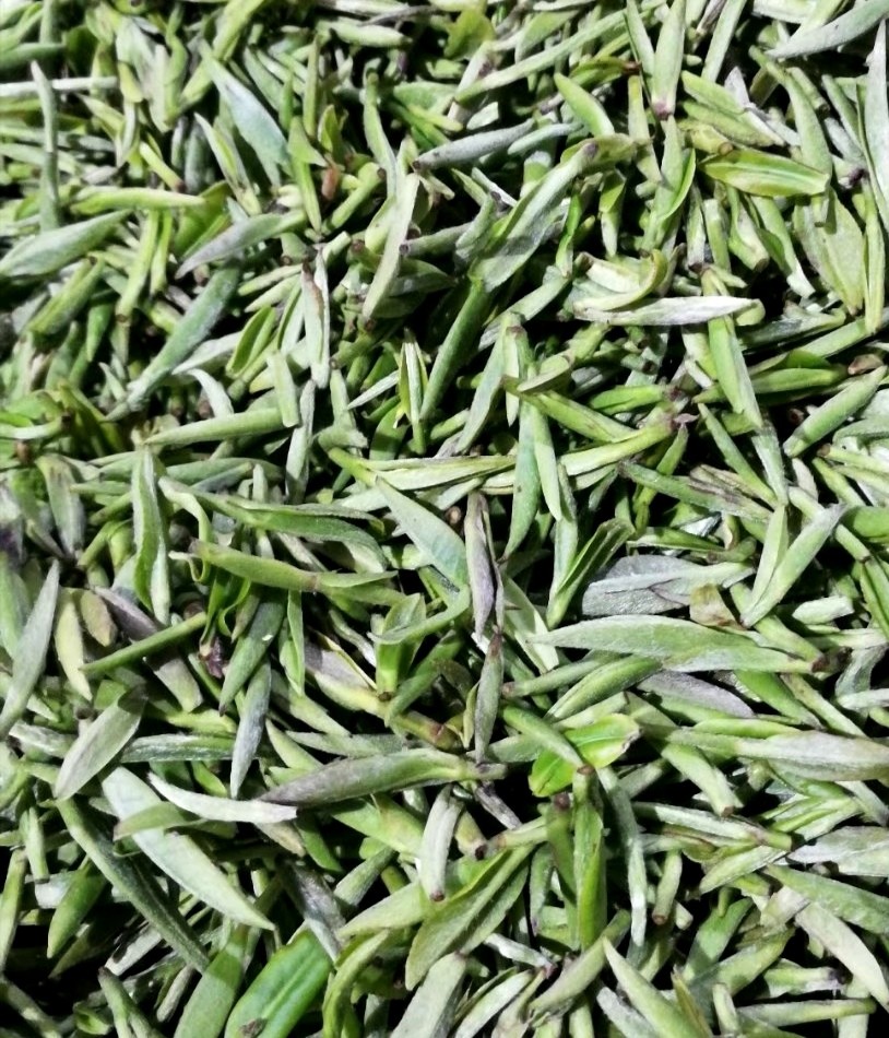 【限时抢购】2020年竹溪贡茶新茶明前绿茶贡芽王50g