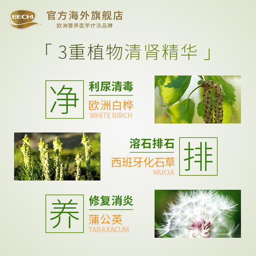 BECHI 白桦蒲公英复合胶囊 植物精华 去肾毒 排结石 消炎利尿 预防肾炎 养肾护肾 60粒/瓶 商品图2