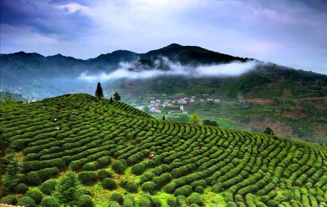 【扶贫助农】2020年竹溪新茶明前绿茶揉箭牌箭茶王100