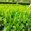 【助农】湖北恩施鹤峰硒茶  明前茶  茶叶 干茶  传统工艺 锁鲜 茶香浓郁 商品缩略图7