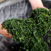 【助农】湖北恩施鹤峰硒茶  明前茶  茶叶 干茶  传统工艺 锁鲜 茶香浓郁 商品缩略图5