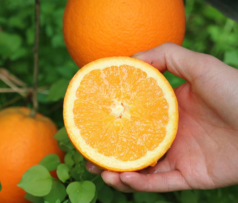 【多1°甜】顺丰直达16.8°真伦晚10斤（净重8.8斤）